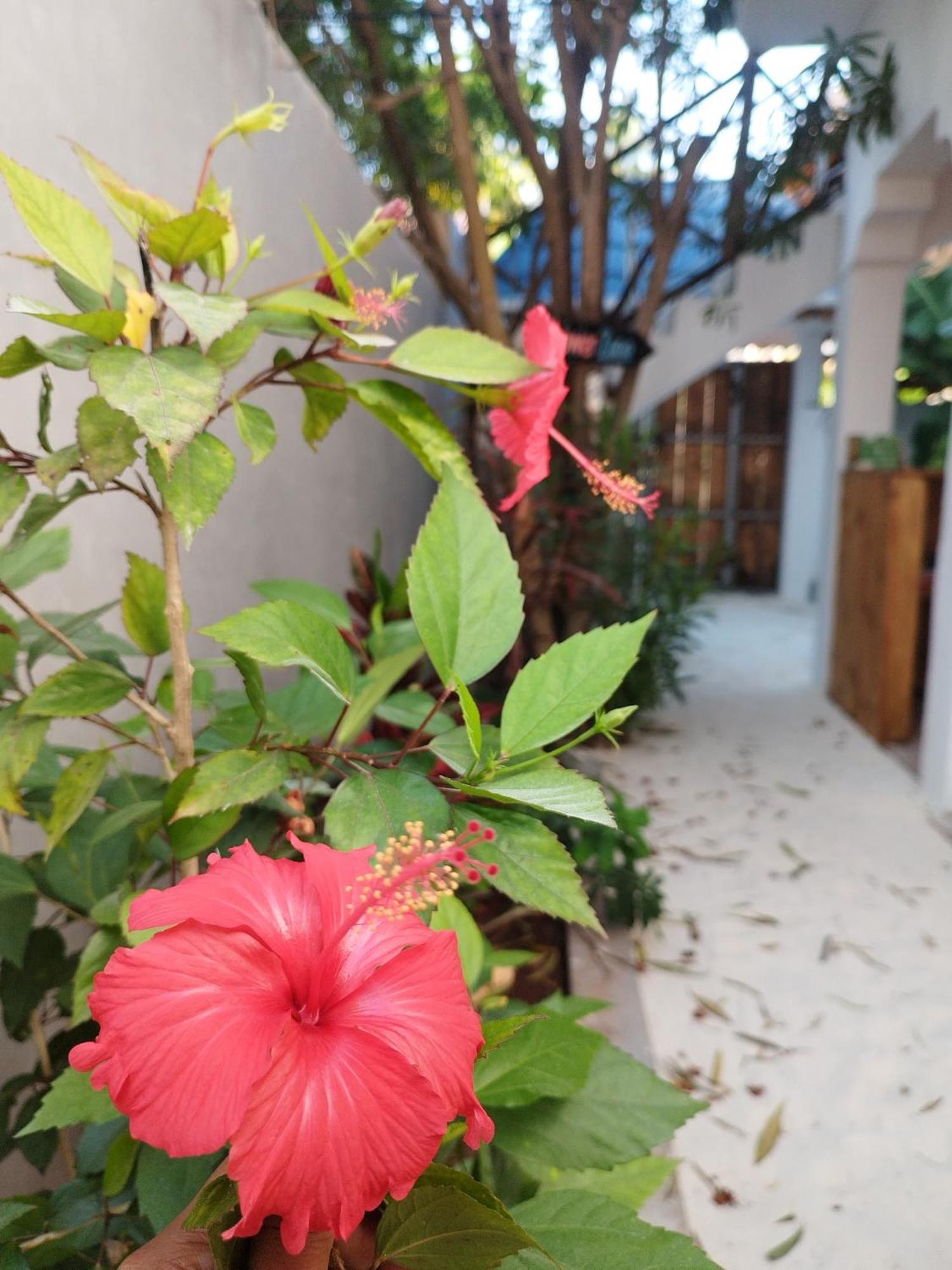 Pamoja Beach Stays Hotel In Jambiani Jambiani  Extérieur photo